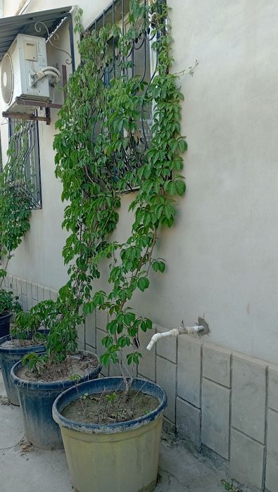 Дикий виноградый