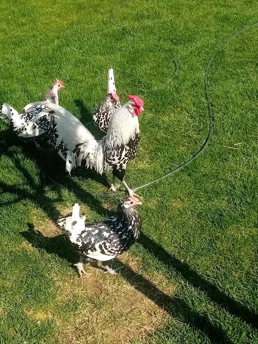 Pui de gaina Hamburg