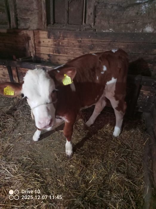 Vând vițea de două luni