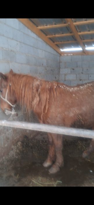 Тайлар полторашка