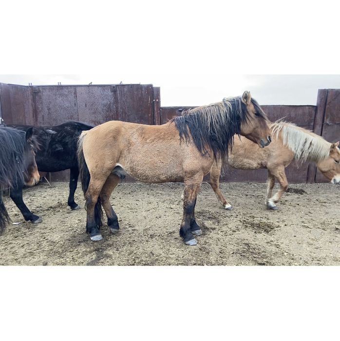 2014 жылғы Айғыр сатылады.