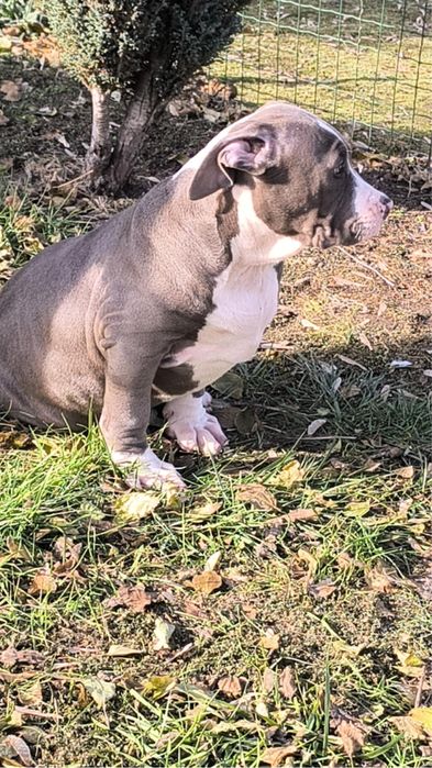 Американско Були Хл