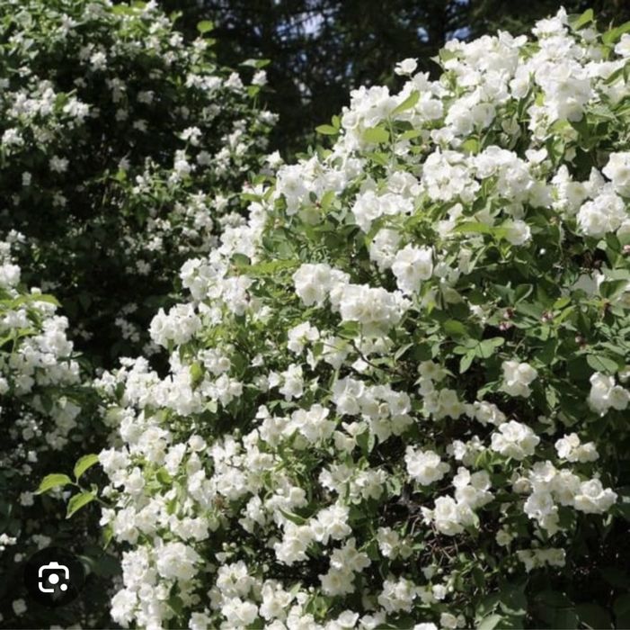 Чубушник Жасмин