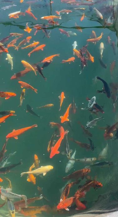 Декоративная японский карп коя в наличии малки и маточные