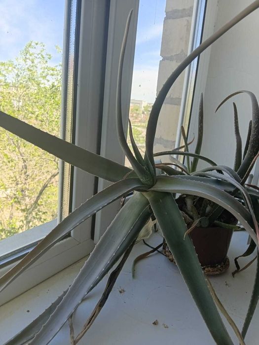 Алоэ продается на лекарство