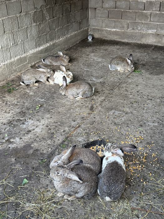 Iepuri medii si mari