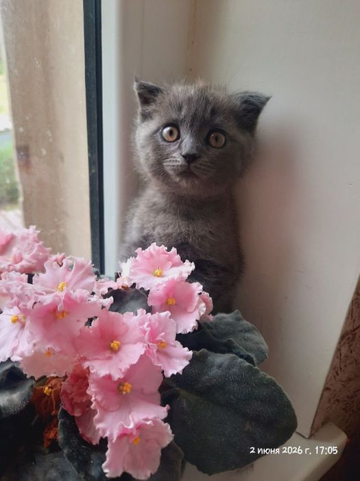 Котята британские.