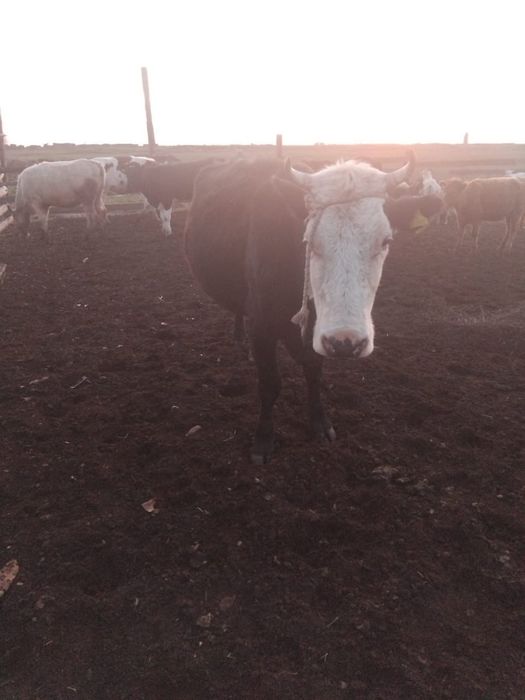 Корова стельная  .