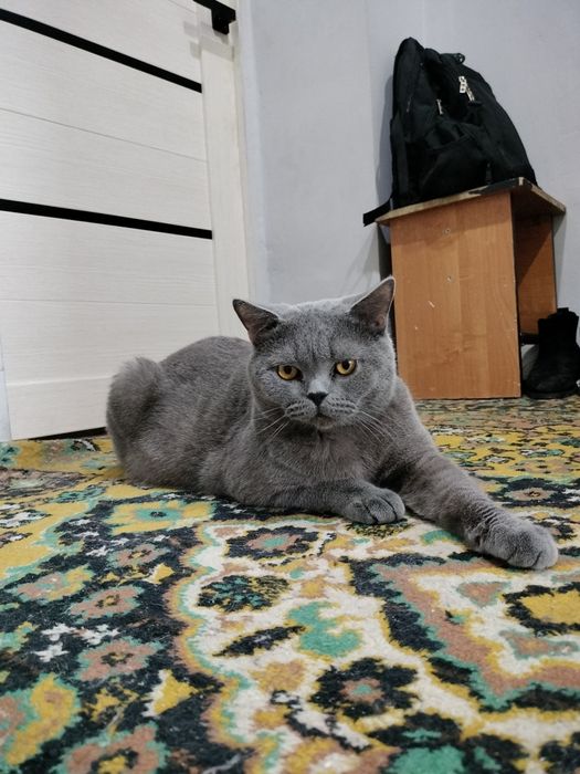 Британец на вязку