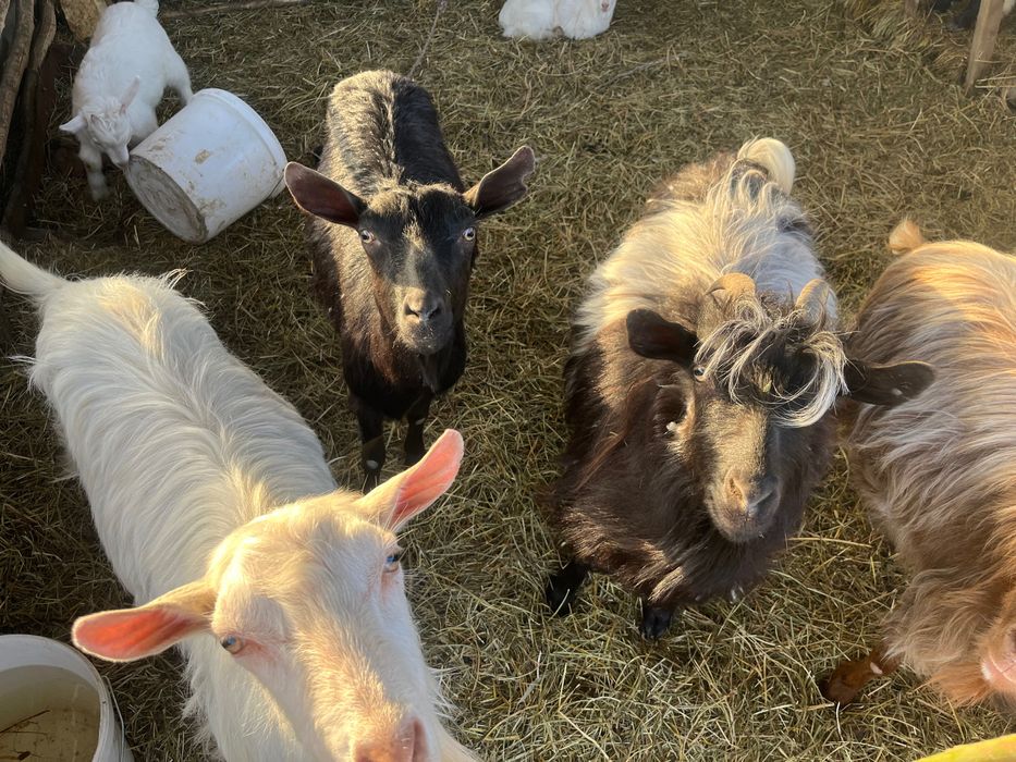 Vând capre cu iezi și fără