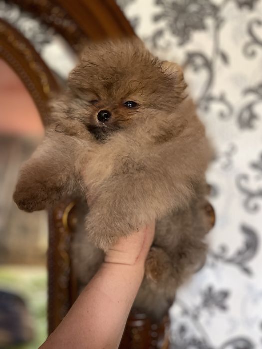 Шикарные шпицушки