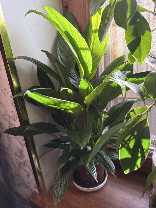 Домашние цветы. Бамбук 80-100 см