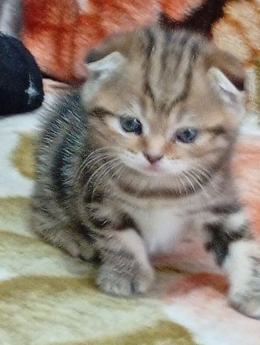 Продаются вислоухие котята