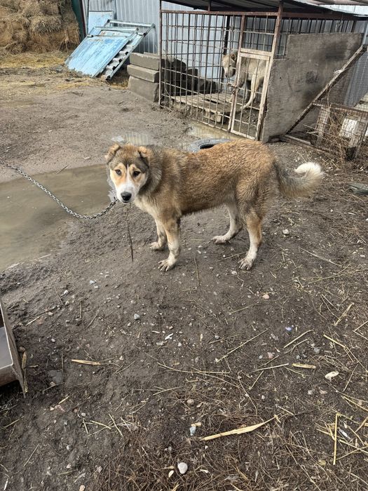 Продам шенка………..