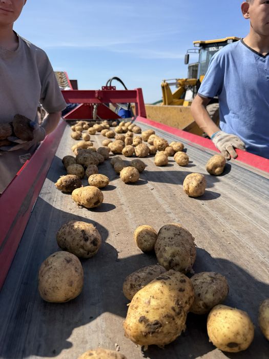 Отпом картофель с Павлодара