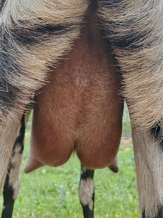 Ешкі  битал.  Битал.