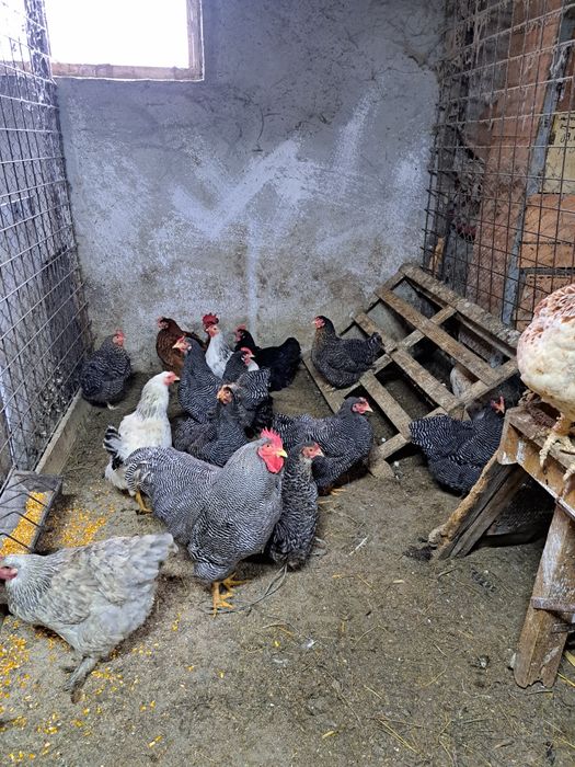 Vand patru găini și un cocoș
