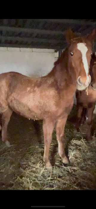 Продам Молодых Кабыл