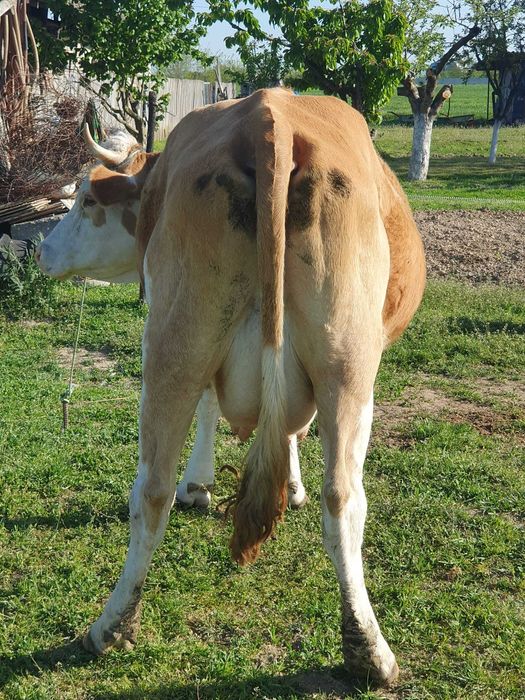 Vand vaca Baltata Romaneasca