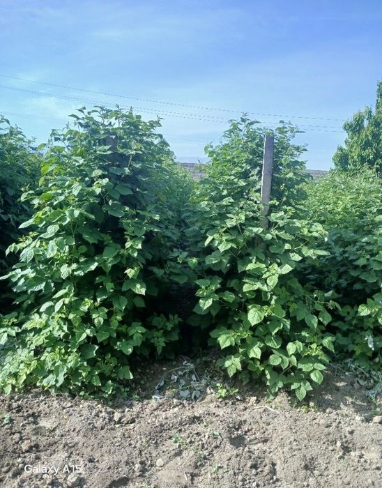 Малина кучатлари/ Саженцы малины