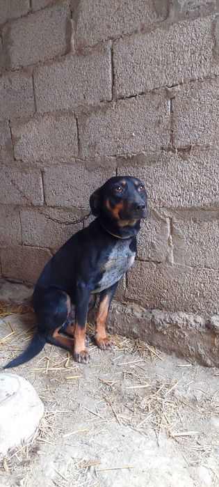 Собака имя ( Тайсн ) охранник