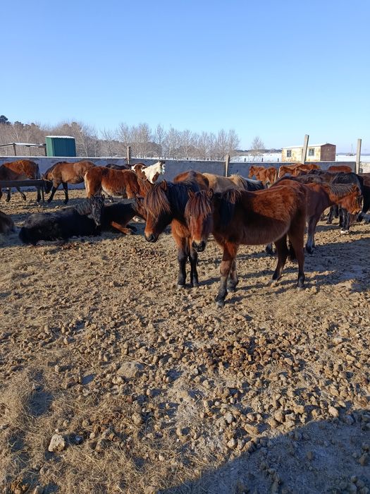 Лошади, продаю парой, или раздельно, обе девочки