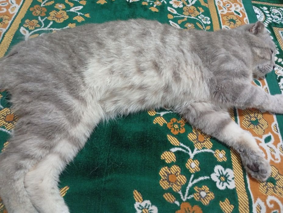 Шотландская вислоухая кошка