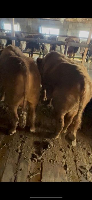 Продам бычков……..