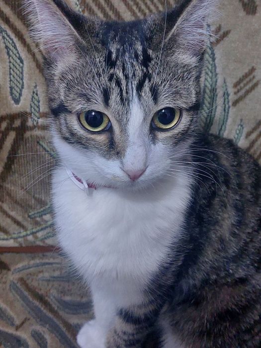 Кошка в добрые руки