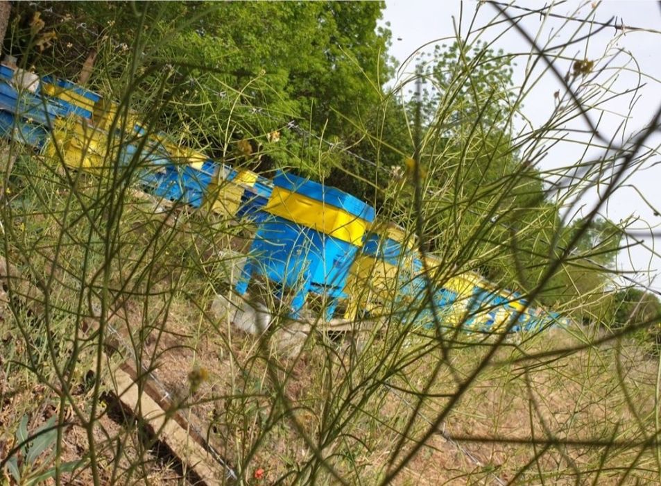 Мед от Медово, Добит от екологично чист район