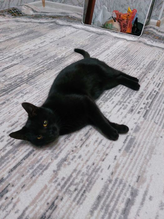 Красивая кошечка