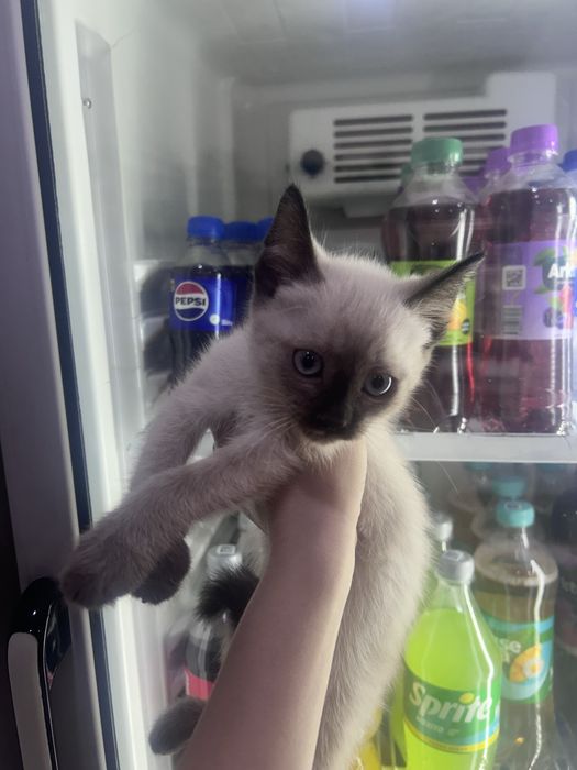 продаются сиамские котята, сиамский мушуклар сотилади.