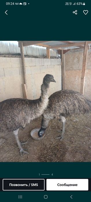 Продам страусов эму