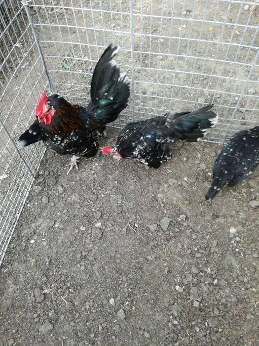 Găini pitice 2 perechi.