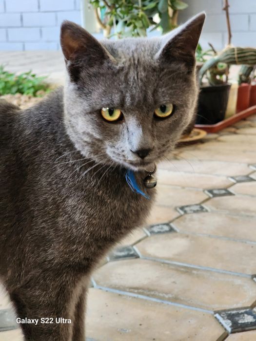 Продаеться пародистая кошка 1 годик, активный