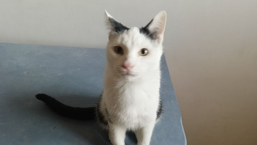 Котики 2 братика