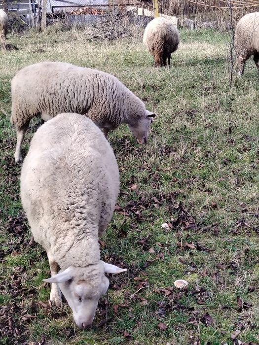 Oi frize a doua fătare gestante