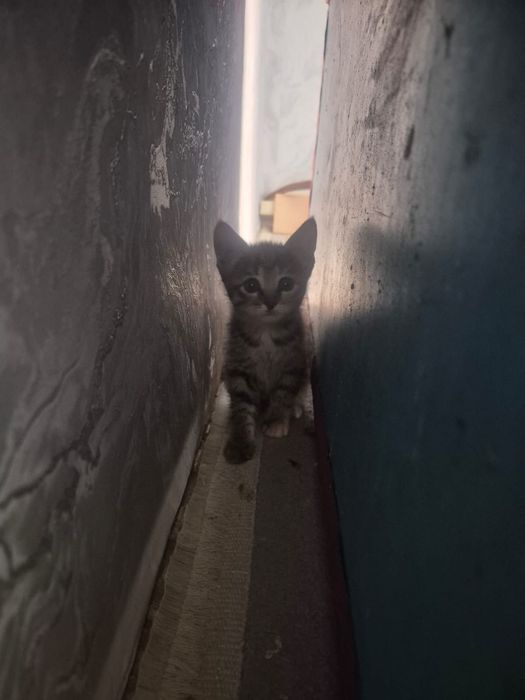 Отдам добрые руки котят