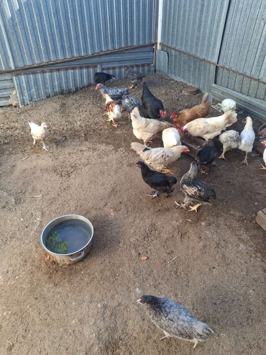 Продам домашних цыплят