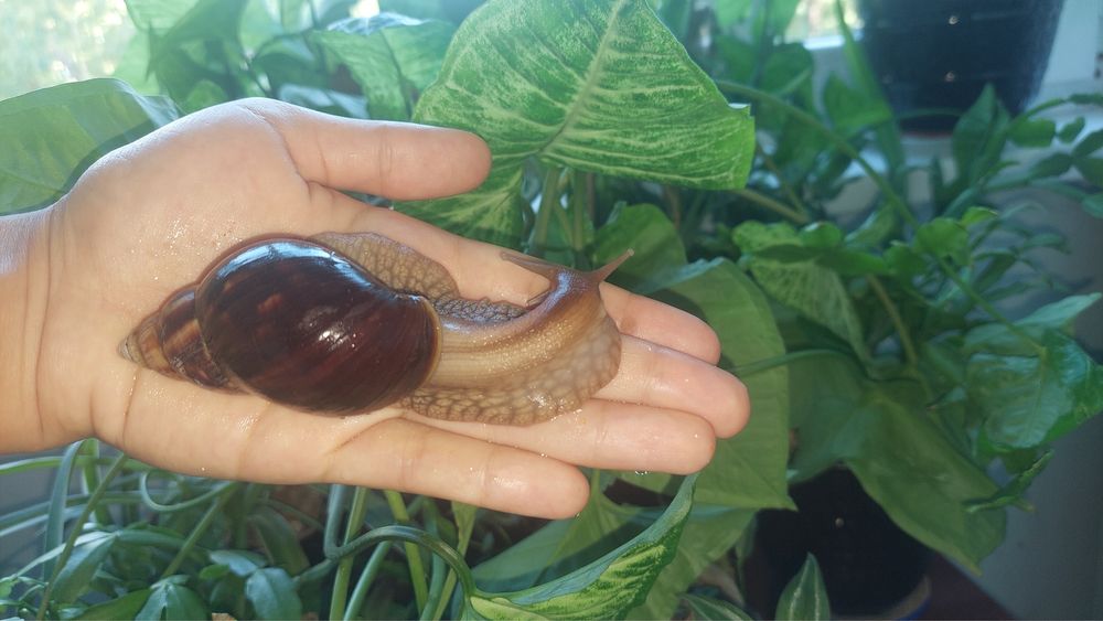 Ulitka axatin kosmetologik