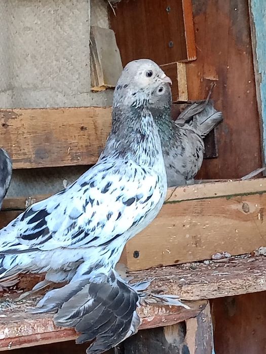 Продаются голуби