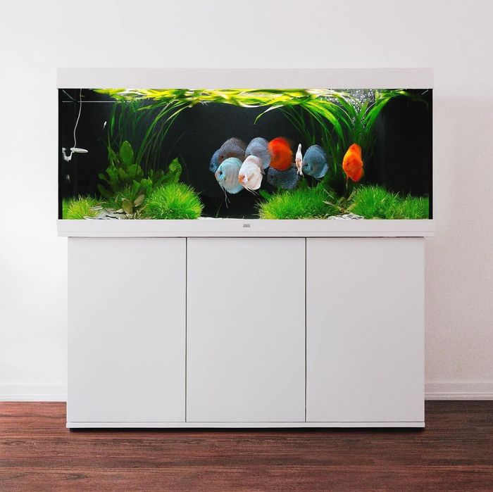 Vând pești de acvariu