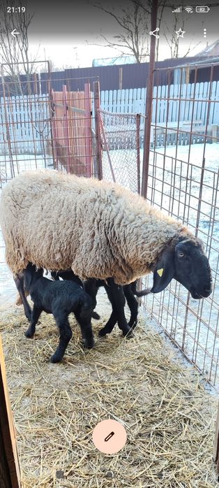 Țigaie sarbeasca de vanzare