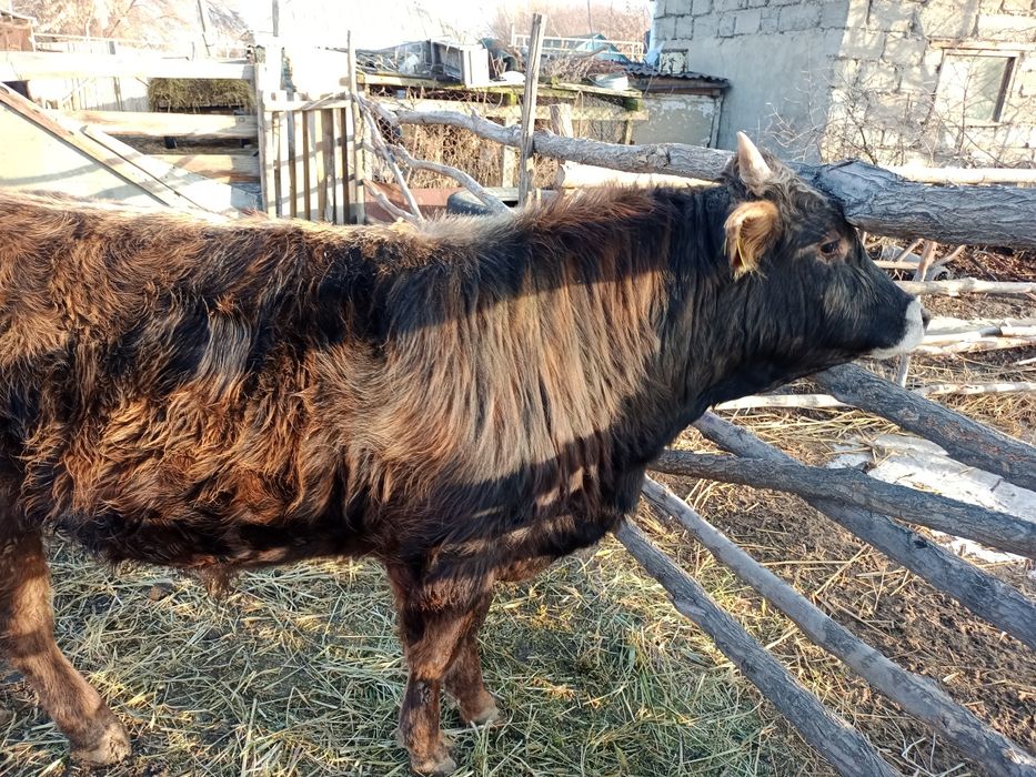 Продаю быка в откорме