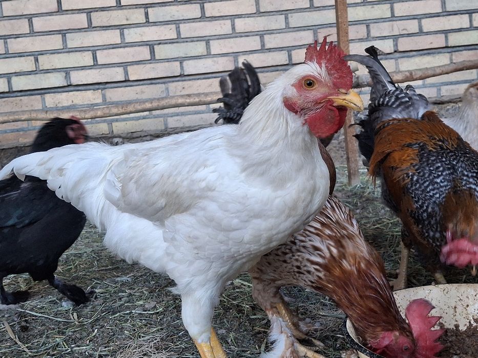 Жас қораздар сатылады