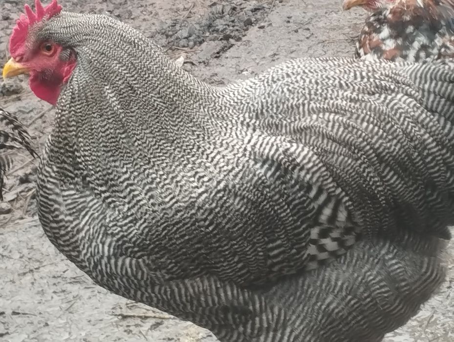 Cocoși playmount și brahma