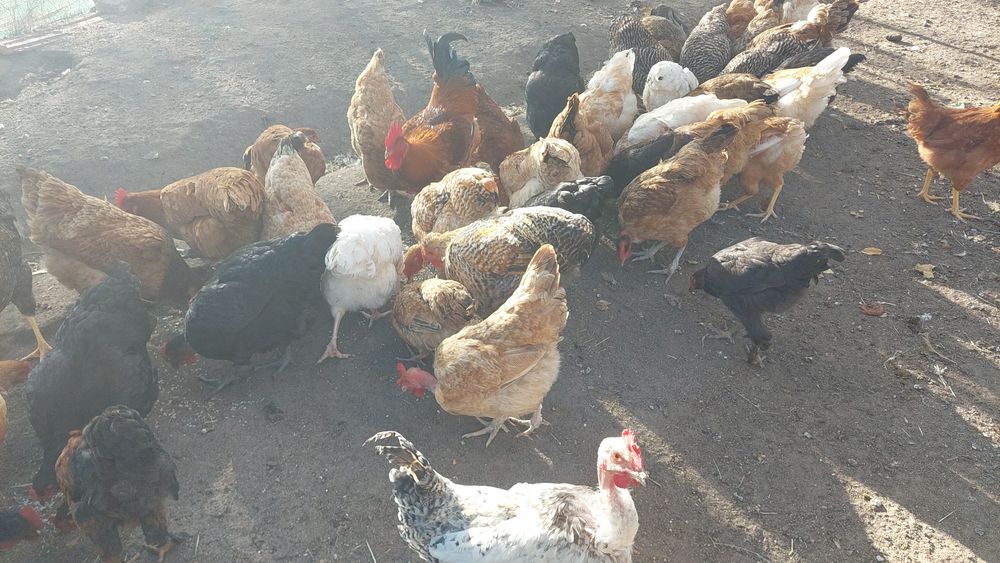 Vand gaini de anul trecut și cocosi tineri