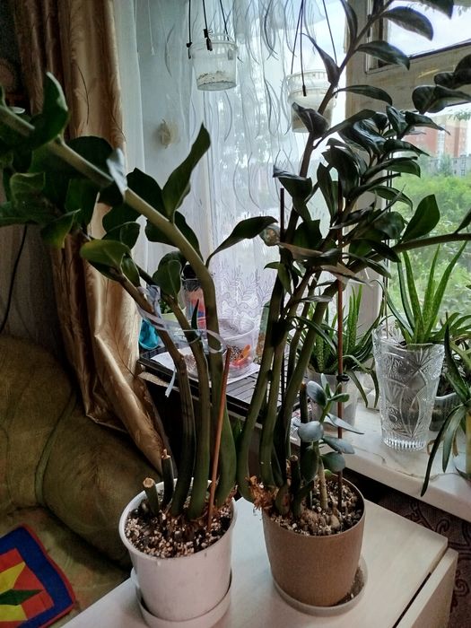 Замиокулькас денежное дерево