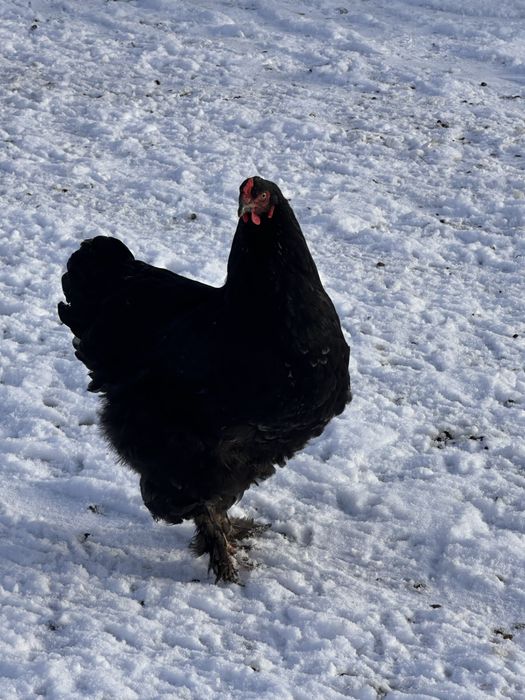 Продам петух курицы брам