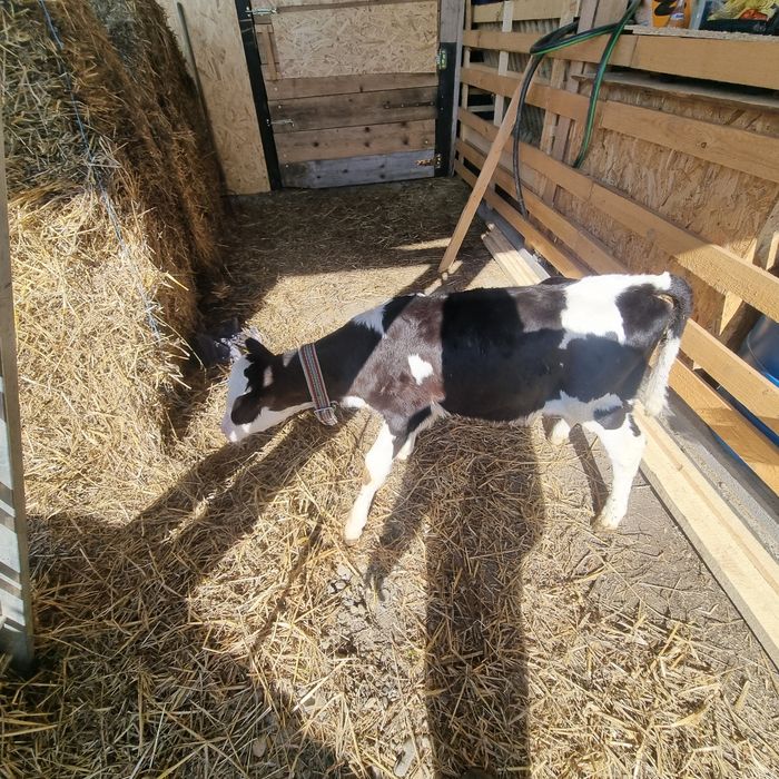 Vitica 7 săptămâni ( sau schimb cu vitel , tauras )